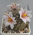 Нажмите на изображение для увеличения.

Название:	Mammillaria_louisae_SB1899_4y.JPG
Просмотров:	167
Размер:	128.6 Кб
ID:	367464