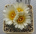 Нажмите на изображение для увеличения.

Название:	Pediocactus_paradinei_SB502_8y.JPG
Просмотров:	160
Размер:	136.5 Кб
ID:	367465