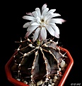 Нажмите на изображение для увеличения.

Название:	Gymnocalycium friedrichii var. albiflorum.JPG
Просмотров:	155
Размер:	127.2 Кб
ID:	367494