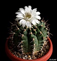 Нажмите на изображение для увеличения.

Название:	Gymnocalycium аnisitsii hybr..JPG
Просмотров:	161
Размер:	146.6 Кб
ID:	367495