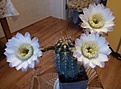 Нажмите на изображение для увеличения.

Название:	Echinopsis_leucantha_3.jpg
Просмотров:	245
Размер:	63.2 Кб
ID:	367497