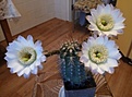 Нажмите на изображение для увеличения.

Название:	Echinopsis_leucantha_3.jpg
Просмотров:	188
Размер:	63.2 Кб
ID:	367497