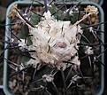 Нажмите на изображение для увеличения.

Название:	D.crystallophilus через неделю.JPG
Просмотров:	344
Размер:	52.2 Кб
ID:	367531