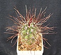 Нажмите на изображение для увеличения.

Название:	S.parviflorus ssp. havasupaensis RP123.JPG
Просмотров:	216
Размер:	64.0 Кб
ID:	367558