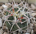 Нажмите на изображение для увеличения.

Название:	Coryphantha_poselgeriana_Rep699_4y.JPG
Просмотров:	104
Размер:	96.1 Кб
ID:	367566