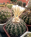 Нажмите на изображение для увеличения.

Название:	Discocactus heptacanthus HU326,Cuiaba, Mato Grosso,Brazil 240m.jpg
Просмотров:	145
Размер:	455.0 Кб
ID:	367576