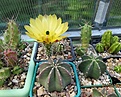 Нажмите на изображение для увеличения.

Название:	Echinocereus subinermis.jpg
Просмотров:	130
Размер:	157.7 Кб
ID:	367615