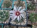 Нажмите на изображение для увеличения.

Название:	Gymnocalycium bicolor.jpg
Просмотров:	124
Размер:	149.2 Кб
ID:	367616