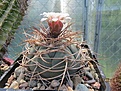 Нажмите на изображение для увеличения.

Название:	Gymnocalycium cardenasianum.jpg
Просмотров:	145
Размер:	156.1 Кб
ID:	367617