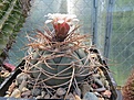 Нажмите на изображение для увеличения.

Название:	Gymnocalycium cardenasianum.jpg
Просмотров:	132
Размер:	156.1 Кб
ID:	367617