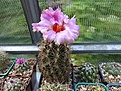 Нажмите на изображение для увеличения.

Название:	Thelocactus bicolor v. schottii.jpg
Просмотров:	143
Размер:	186.9 Кб
ID:	367620