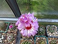 Нажмите на изображение для увеличения.

Название:	Thelocactus bicolor v. schottii (2).jpg
Просмотров:	143
Размер:	166.7 Кб
ID:	367621