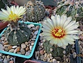 Нажмите на изображение для увеличения.

Название:	Astrophytum asterias x capas.jpg
Просмотров:	143
Размер:	132.2 Кб
ID:	367628