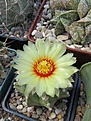Нажмите на изображение для увеличения.

Название:	Astrophytum capas  f. nudum.jpg
Просмотров:	137
Размер:	148.2 Кб
ID:	367629