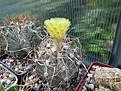 Нажмите на изображение для увеличения.

Название:	Astrophytum crassispinoides.jpg
Просмотров:	138
Размер:	198.9 Кб
ID:	367630