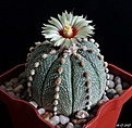 Нажмите на изображение для увеличения.

Название:	Astrophytum MYRASSen x As.JPG
Просмотров:	101
Размер:	227.9 Кб
ID:	367663