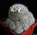 Нажмите на изображение для увеличения.

Название:	Mammillaria lenta.JPG
Просмотров:	118
Размер:	262.9 Кб
ID:	367664