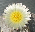 Нажмите на изображение для увеличения.

Название:	Astrophytum_myriostigma_potosinum_P466_9y.JPG
Просмотров:	144
Размер:	82.7 Кб
ID:	367670