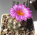Нажмите на изображение для увеличения.

Название:	Coryphantha_hesteri_SB430_6y.JPG
Просмотров:	151
Размер:	116.1 Кб
ID:	367671