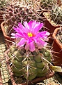 Нажмите на изображение для увеличения.

Название:	Thelocactus  heterochromus.jpg
Просмотров:	136
Размер:	455.9 Кб
ID:	367688