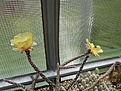 Нажмите на изображение для увеличения.

Название:	Pterocactus tuberosus VG 825.jpg
Просмотров:	137
Размер:	188.8 Кб
ID:	367707