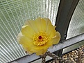 Нажмите на изображение для увеличения.

Название:	1 Pterocactus tuberosus VG 825.jpg
Просмотров:	146
Размер:	156.2 Кб
ID:	367708