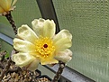 Нажмите на изображение для увеличения.

Название:	2 Pterocactus tuberosus VG 825.jpg
Просмотров:	140
Размер:	134.7 Кб
ID:	367709