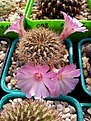 Нажмите на изображение для увеличения.

Название:	Sulcorebutia cylindrica.jpg
Просмотров:	146
Размер:	164.3 Кб
ID:	367710