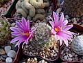 Нажмите на изображение для увеличения.

Название:	Mammillaria boolii.jpg
Просмотров:	138
Размер:	147.5 Кб
ID:	367735