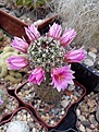 Нажмите на изображение для увеличения.

Название:	Mammillaria hutchisoniana ssp. Louisiae.jpg
Просмотров:	141
Размер:	147.2 Кб
ID:	367736