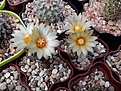 Нажмите на изображение для увеличения.

Название:	Turbinicarpus flaviflorus.jpg
Просмотров:	126
Размер:	157.1 Кб
ID:	367737