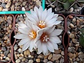 Нажмите на изображение для увеличения.

Название:	Turbinicarpus polaskii.jpg
Просмотров:	139
Размер:	110.8 Кб
ID:	367738