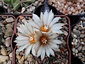 Нажмите на изображение для увеличения.

Название:	Turbinicarpus schmedkianus v. schwarzii.jpg
Просмотров:	138
Размер:	108.4 Кб
ID:	367739