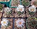 Нажмите на изображение для увеличения.

Название:	Turbinicarpus lohfohforoides.jpg
Просмотров:	141
Размер:	214.6 Кб
ID:	367740