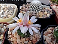 Нажмите на изображение для увеличения.

Название:	Turbinicarpus lophophoroides 2.jpg
Просмотров:	152
Размер:	101.3 Кб
ID:	367741