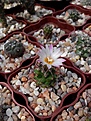 Нажмите на изображение для увеличения.

Название:	Turbinicarpus schwarzii v. rubriflorus.jpg
Просмотров:	142
Размер:	126.7 Кб
ID:	367742