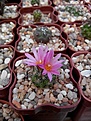 Нажмите на изображение для увеличения.

Название:	Turbinicarpus schwarzii v. rubriflorus (2).jpg
Просмотров:	124
Размер:	121.7 Кб
ID:	367743