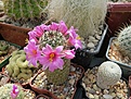 Нажмите на изображение для увеличения.

Название:	Mammillaria hutchisoniana ssp. Louisiae (2).jpg
Просмотров:	133
Размер:	163.9 Кб
ID:	367744