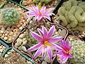 Нажмите на изображение для увеличения.

Название:	Mammillaria blossfeldiana.jpg
Просмотров:	145
Размер:	188.6 Кб
ID:	367745
