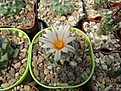 Нажмите на изображение для увеличения.

Название:	Turbinicarpus gracilis.jpg
Просмотров:	142
Размер:	156.0 Кб
ID:	367746