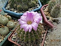 Нажмите на изображение для увеличения.

Название:	Acanthocalycium violaceum.jpg
Просмотров:	139
Размер:	165.0 Кб
ID:	367749