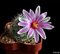 Нажмите на изображение для увеличения.

Название:	Mammillaria boolii.JPG
Просмотров:	138
Размер:	159.0 Кб
ID:	367751