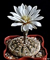 Нажмите на изображение для увеличения.

Название:	Gymnocalycium ragonesei.JPG
Просмотров:	142
Размер:	129.0 Кб
ID:	367754