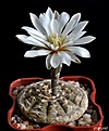 Нажмите на изображение для увеличения.

Название:	Gymnocalycium ragonesei.JPG
Просмотров:	128
Размер:	129.0 Кб
ID:	367754