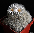 Нажмите на изображение для увеличения.

Название:	Mammillaria lenta.JPG
Просмотров:	145
Размер:	235.2 Кб
ID:	367755
