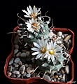 Нажмите на изображение для увеличения.

Название:	Turbinicarpus macrochele.JPG
Просмотров:	141
Размер:	175.8 Кб
ID:	367756