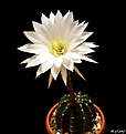 Нажмите на изображение для увеличения.

Название:	Echinopsis subdenudata.JPG
Просмотров:	142
Размер:	101.6 Кб
ID:	367757