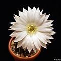 Нажмите на изображение для увеличения.

Название:	Echinopsis subdenudata ..JPG
Просмотров:	130
Размер:	149.4 Кб
ID:	367758