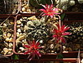 Нажмите на изображение для увеличения.

Название:	Echinopsis (Lobivia) cinnabarina R513.jpg
Просмотров:	120
Размер:	290.4 Кб
ID:	367787