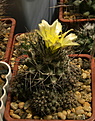 Нажмите на изображение для увеличения.

Название:	Copiapoa humilis var. longispina.jpg
Просмотров:	121
Размер:	256.8 Кб
ID:	367788